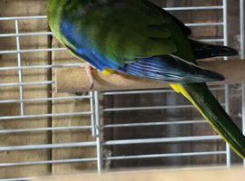 1 hen splendid parakeet