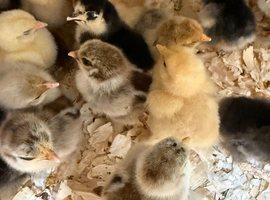 Pekin bantam 3 week olds