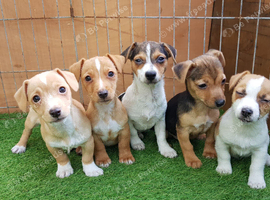 MINIATURE JACK RUSSELL PUPPIES