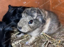 Baby guinea pigs for sale