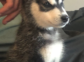 2 beautiful husky puppies