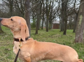 Kc reg miniature dachshund cream female