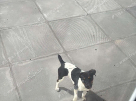 Miniature Jack Russell girl 8 months old