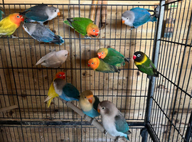 Love birds