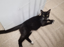 Half maine coon female, ip3  please read description
