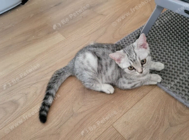 British  Shorthair  girl