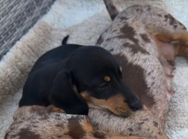 3 dash hounds available now