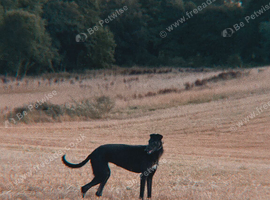 greyhound girl
