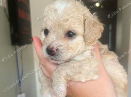 Cavapoochon x Cockerpoo