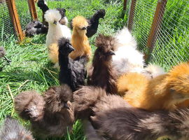 Silkie pullets for sale