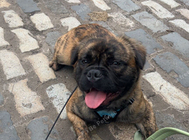 1yo Sookie