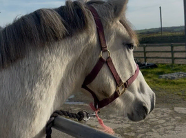 3yr old Connemara Filly