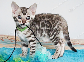 Gorgeous Bengal Kittens