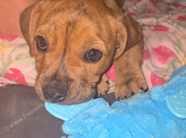 Beautiful staffy/ English bulldog girl