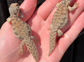 Moroccan Uromastyx babies