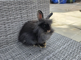 Black otter double mane lionhead