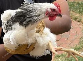 14wk Sussex cockerel