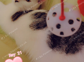 Need Rehoming as soon as possible