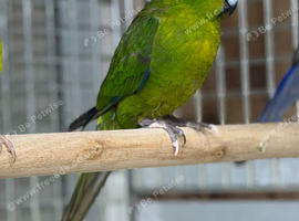 Kakarikis