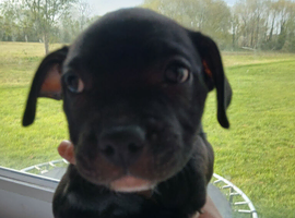 3 beautiful girls ready for forever homes