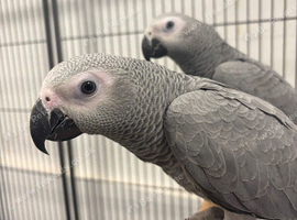 Hand Reared Baby African Greys