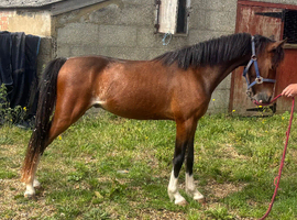 Registered Hackney gelding Stapleford Apollo