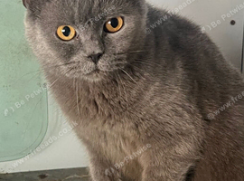 British cats