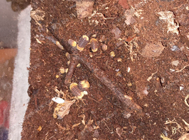 Rubber duckie isopods