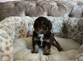 Stunning F1B Aussiedoodle puppies