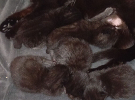 5 cross persian kittens