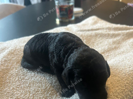 Cockapoo Puppies