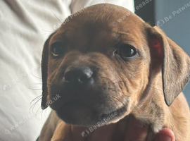 Tan tri puppy