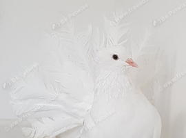 Massive Indian Fantail male. Sale or SWAP.