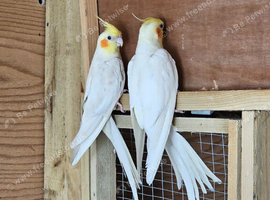 Lutino Cockatiels For Sale Both Males