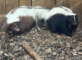 Pair of skunks