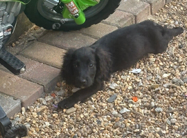 Cocker spaniel boy