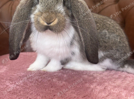 Giant pure bred French lop rabbits will be huge bunnies