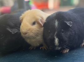Adult female Guineapig groups looking for a new home