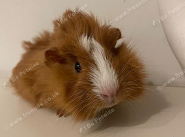 Guinea pigs for sale