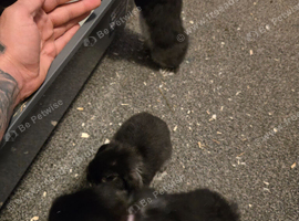 3 baby mini lop rabbits for sale