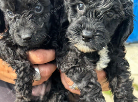 3 Beautiful Boy Cockapoos