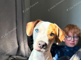 8 month old cross