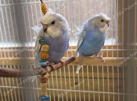 Stunning Baby Helicopter Budgies