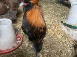 Frizzle/ polish frizzle cockerels