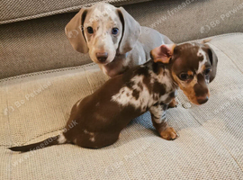 2 STUNNING BOYS READY TO LEAVE NOW