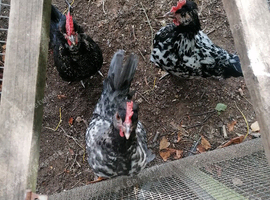 Bantam chicks