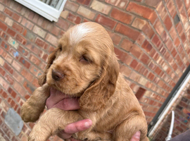 Show spaniels for sale