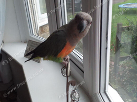 Red bellied Parrot