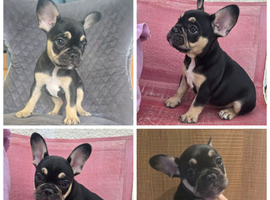 French Bulldog puppies
