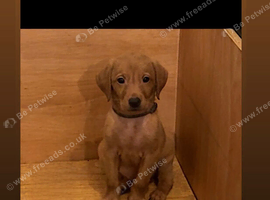 ️7 foxred Labrador puppies️